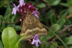 Pyrausta aerealis