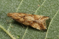 Brachmia blandella