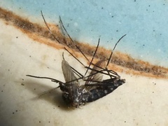 Aedes sierrensis