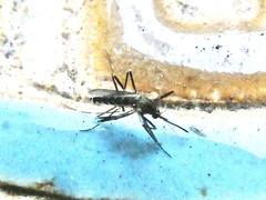 Aedes sierrensis