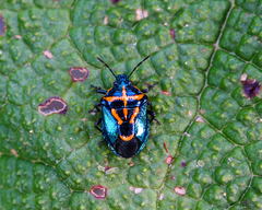 Comperocoris roehneri