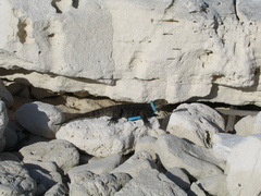 Cyclura nubila