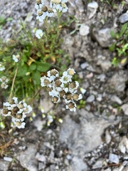 Achillea atrata