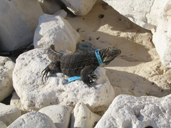 Cyclura nubila