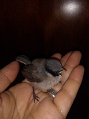 Psaltriparus minimus