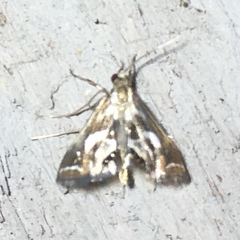 Chrysendeton imitabilis