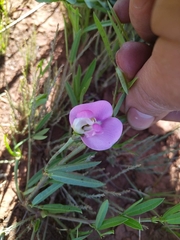Sphenostylis angustifolia