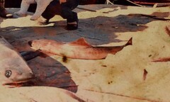 Mustelus