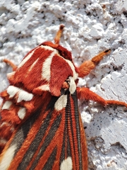 Citheronia azteca