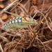 Chopard's Bright Bush-Cricket - Photo (c) zyouteAndDjigr, some rights reserved (CC BY-NC), uploaded by zyouteAndDjigr