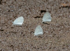 Eurema daira sidonia