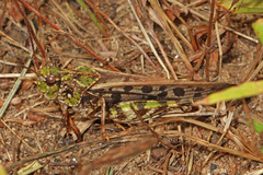 Pardalophora phoenicoptera