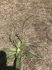Plantago eriopoda