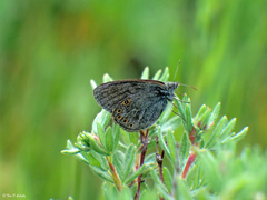 Coenonympha haydenii