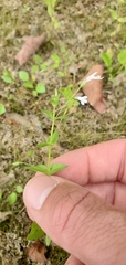Lindernia anagallidea