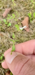 Lindernia anagallidea