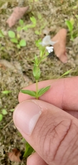 Lindernia anagallidea