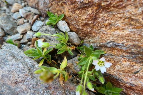 Image of Bell-Flowered Mouse-Ear Chickweed (Cerastium pedunculatum) by no rights reserved