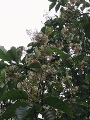 Cinchona officinalis