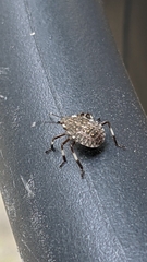 Halyomorpha halys
