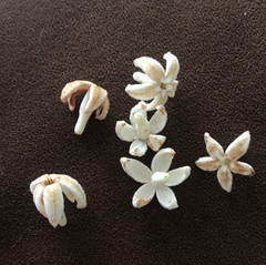 Cinchona officinalis