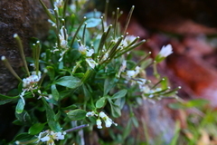Cardamine resedifolia