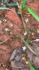 Cinchona officinalis