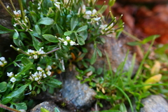 Cardamine resedifolia