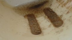 Holopedium gibberum