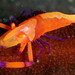 Emperor Shrimp - Photo (c) Steve Childs, some rights reserved (CC BY)
