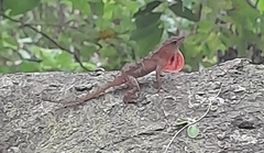 Anolis uniformis