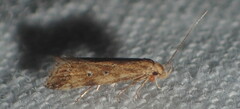 Brachmia blandella