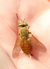 Silvius alpinus