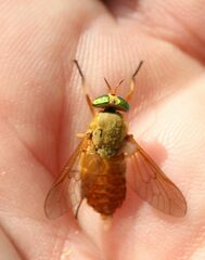 Silvius alpinus