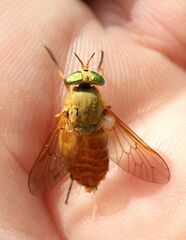 Silvius alpinus