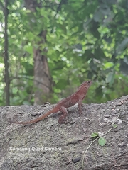Anolis uniformis