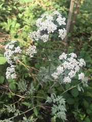 Anthriscus sylvestris