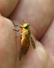 Silvius alpinus