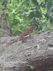 Anolis uniformis