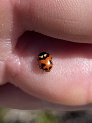 Hippodamia oregonensis