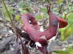 Pithecellobium excelsum