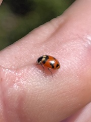 Hippodamia oregonensis