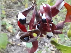 Pithecellobium excelsum