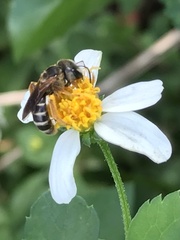 Halictus poeyi
