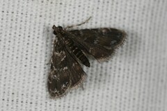 Nymphuliella daeckealis