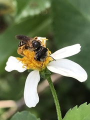 Halictus poeyi