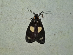 Image of Xenorma cytheris