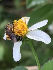 Halictus poeyi
