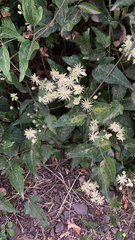 Clematis vitalba