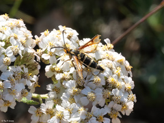 Synanthedon chrysidipennis